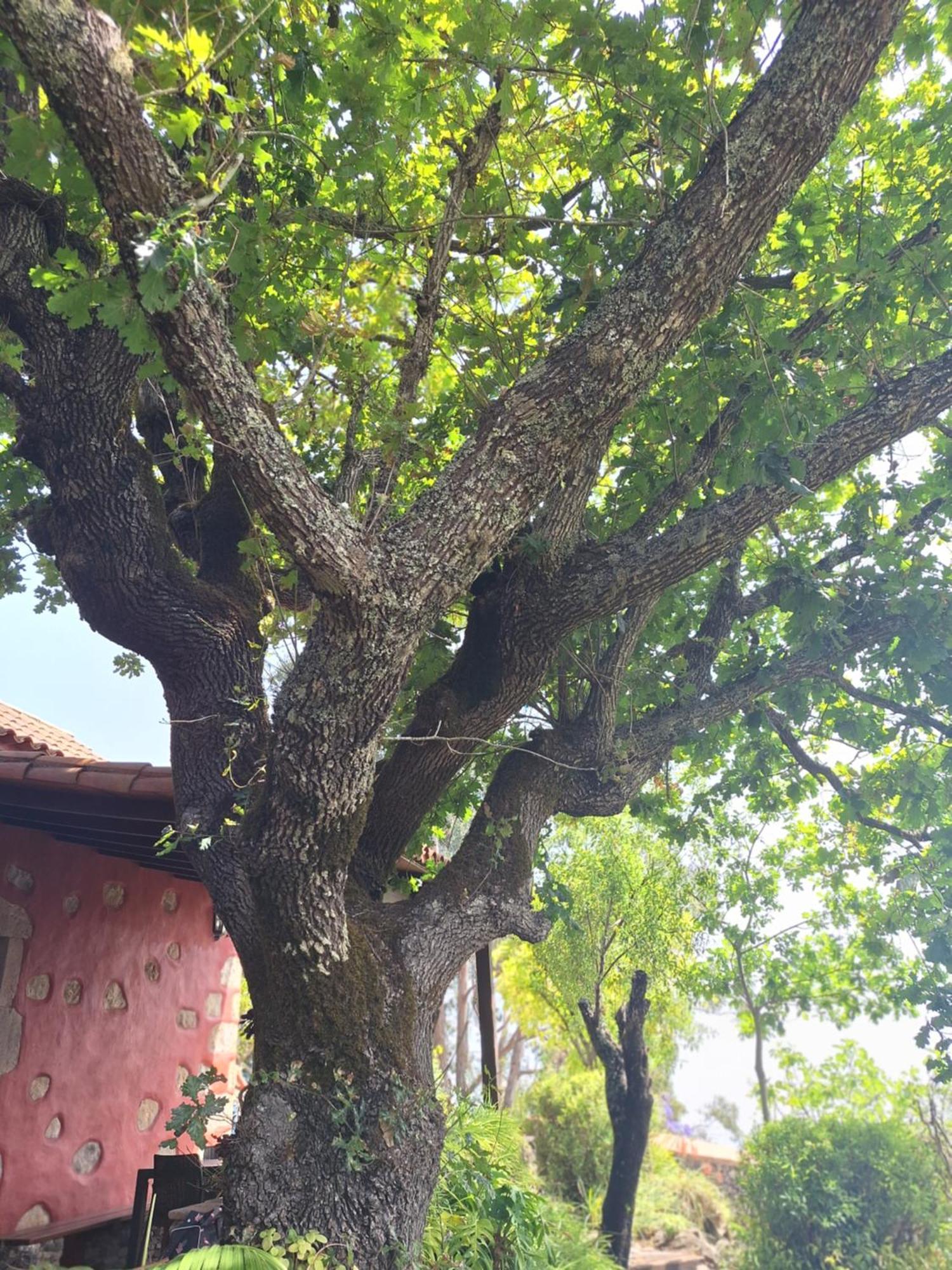 Casa Rural Con Piscina Privada El Roble Moya  Екстер'єр фото